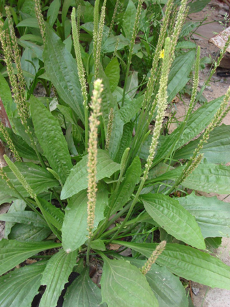 Plantain seeds Plantago asiatica